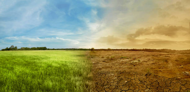 grass Desert